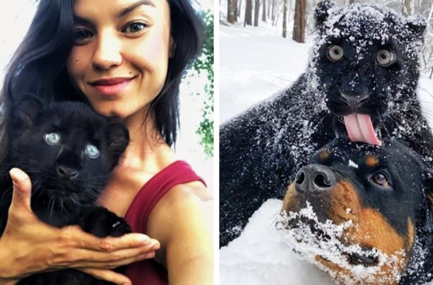  La fille a acheté un bébé panthère au zoo. Maintenant, elle vit en Sibérie, aime la neige et s’est liée d’amitié avec un Rottweiler