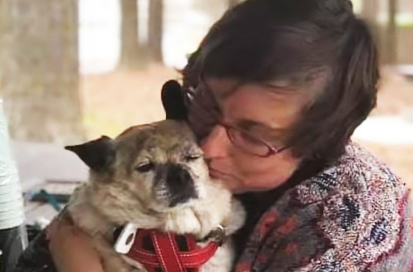  Le petit chien se prend pour un chat, il se comporte de manière appropriée