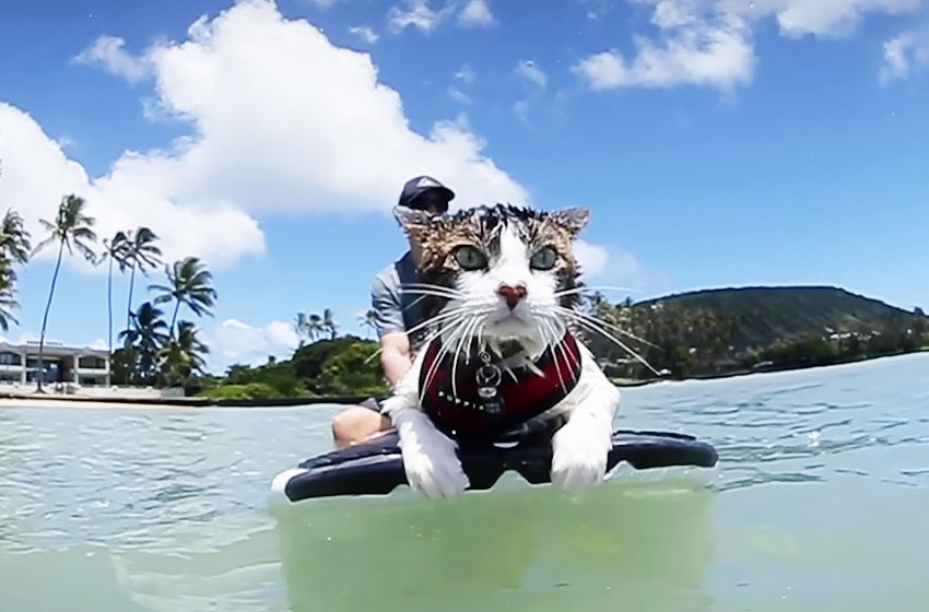  Le chat surfeur hawaïen adore passer du temps sur l’eau avec ses propriétaires