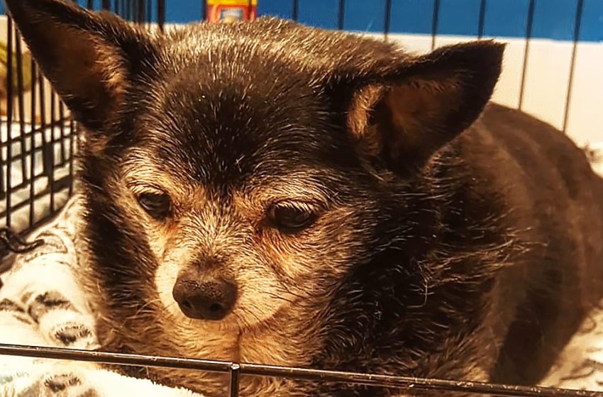  Le chihuahua senior subit une incroyable transformation de perte de poids