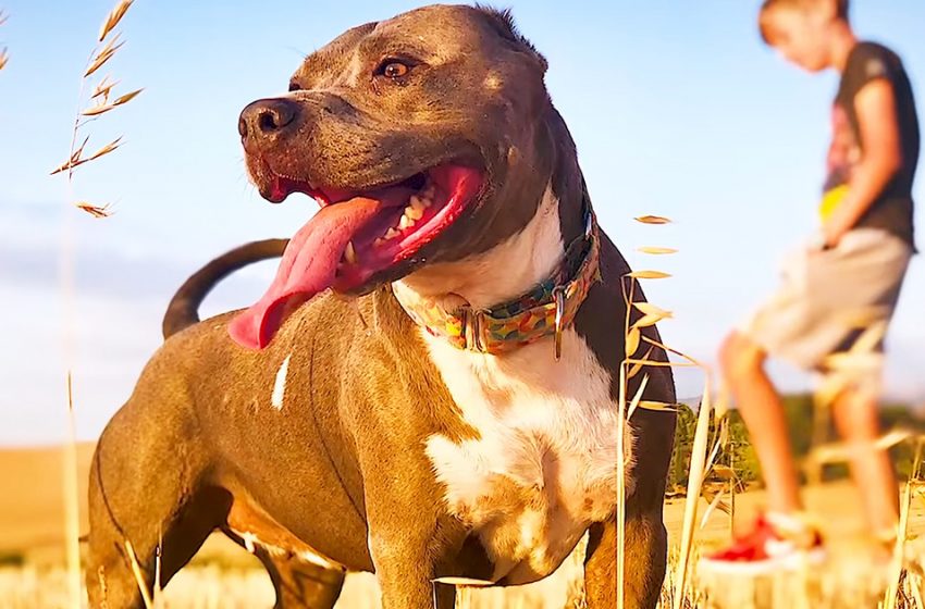  Le moment réconfortant Pit Bull «de combat» prend un nouveau souffle