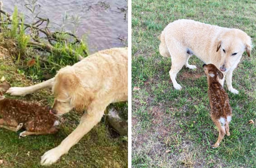  Un chien de thérapie sauve un bébé cerf de la noyade et continue de s’occuper d’elle après