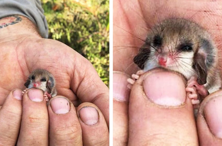  10 bébés animaux qui pourraient instantanément décongeler le cœur des reines de glace