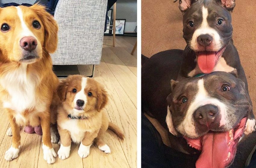 15 animaux de compagnie qui ont béni le monde avec des mini versions d’eux-mêmes