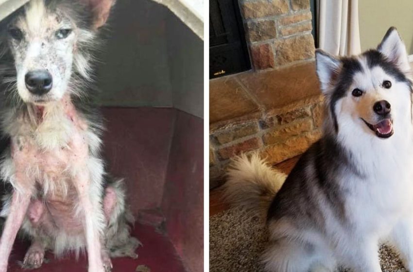  17 transformations de chiens qui ont cessé d’être sans abri et ont trouvé des familles aimantes