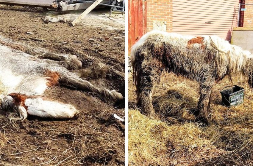  Des volontaires ont sauvé le cheval, qui était déjà considéré comme mort. Mais elle a survécu et a montré à quel point elle peut être belle