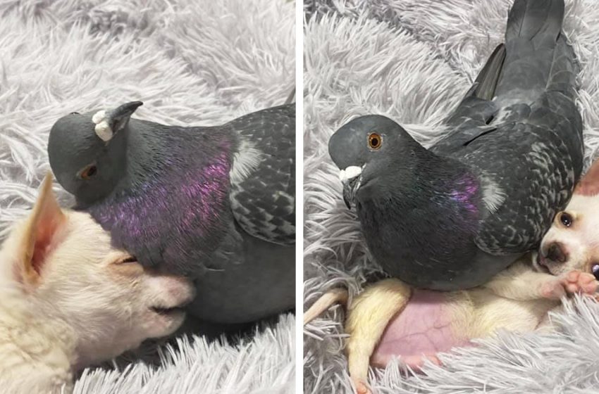  Le pigeon Herman qui ne sait pas voler et le chien chihuahua Lundy qui ne peut pas marcher se sont aimés au premier regard et sont maintenant de bons amis