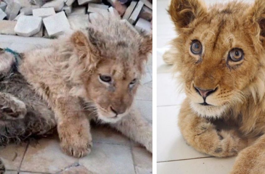  Des sauveteurs sauvent un bébé lion qui s’est cassé les pattes pour prendre des photos avec des touristes