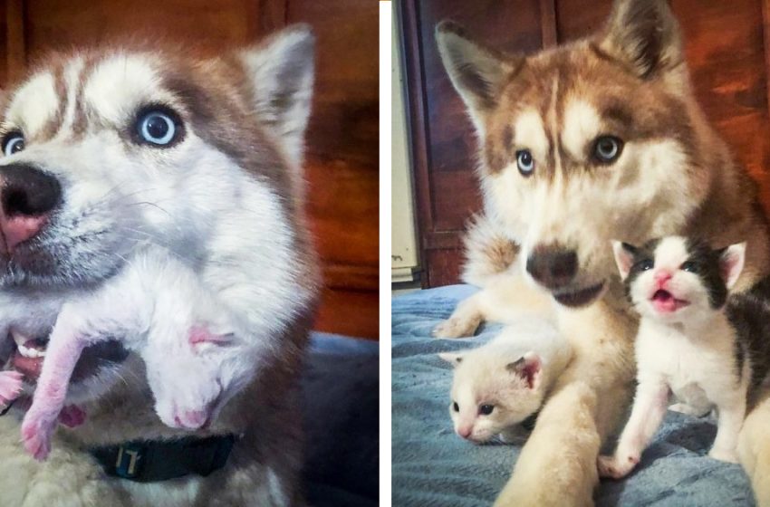  Le Husky courageux trouve une boîte pleine de chatons mourants à proximité et les adopte