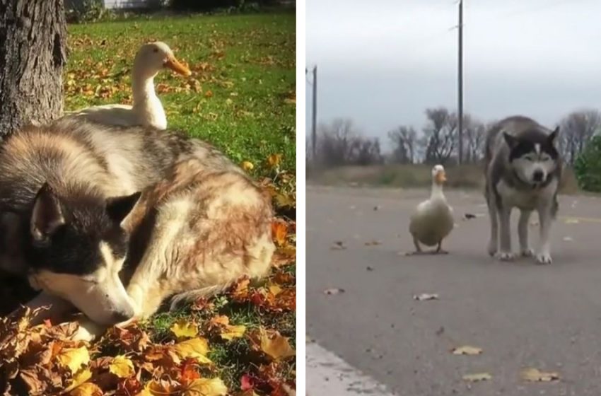  Husky forme une belle relation avec un canard après avoir perdu son meilleur ami