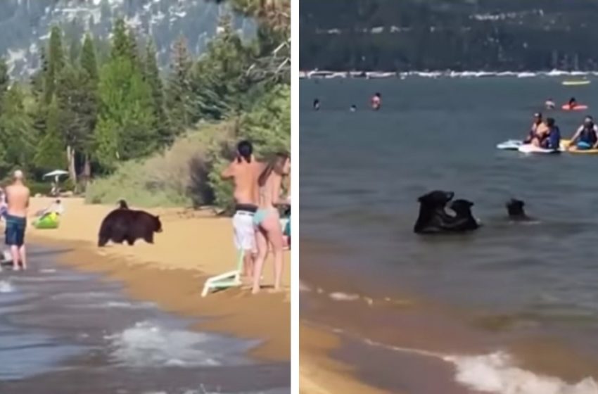  Regardez: Maman ours emmène avec désinvolture ses 3 oursons nager dans le lac Tahoe parmi d’autres nageurs