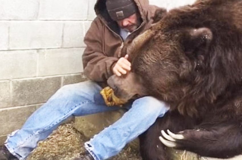  Le moment réconfortant où le gardien réconforte un ours malade de 1400 lb