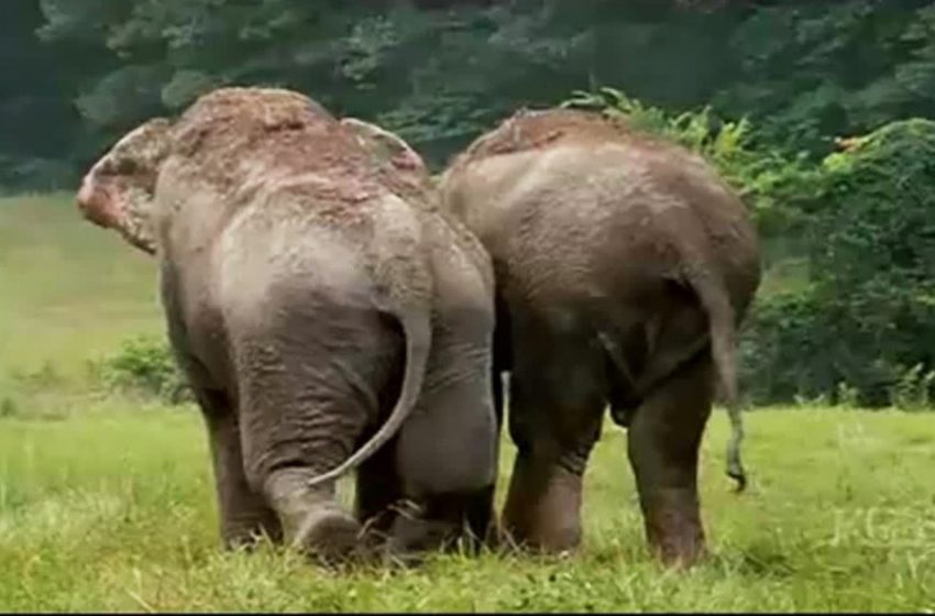  Regardez deux anciens éléphants de cirque réunis après plus de 20 ans de séparation