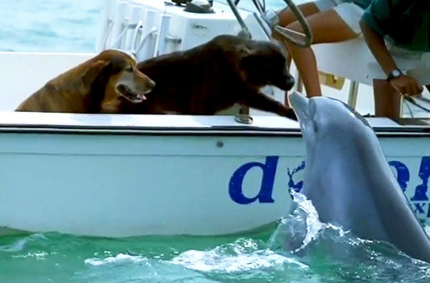  Le moment heureux d’un dauphin heureux sautant hors de l’eau pour embrasser un chien