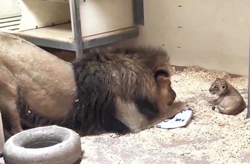  De belles images montrent un lion majestueux accroupi pour rencontrer son petit pour la première fois