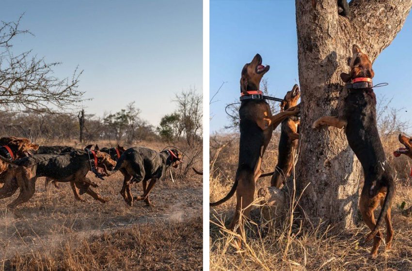  Des chiens dressés pour protéger la faune sauvent plus de 45 rhinocéros des braconniers