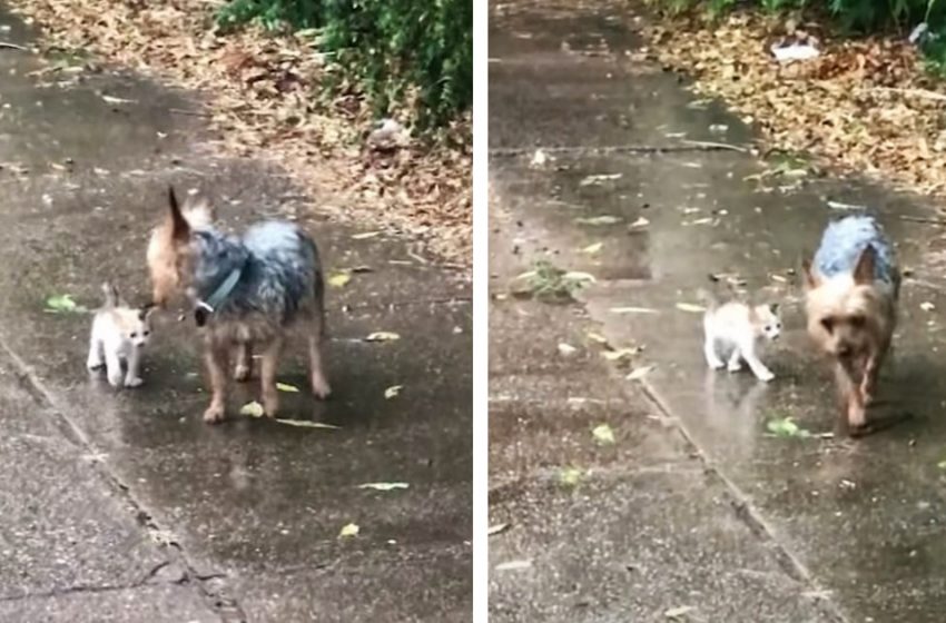  Un gentil petit chien sort se promener, revient avec un chaton errant qu’il vient de sauver