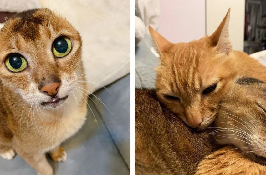  Potato, le chat sans oreilles trouve enfin une maison pour toujours et un meilleur ami