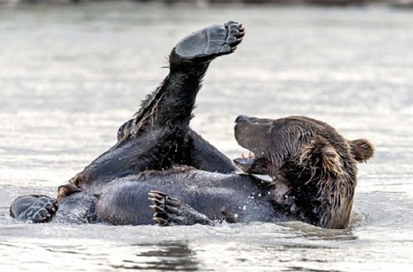  Des photos capturent un ours brun espiègle profitant d’un bain dans un lac