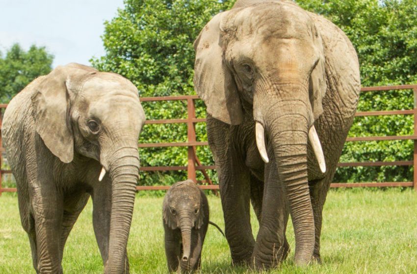  Tout le troupeau d’éléphants quitte le zoo britannique pour retourner dans la nature