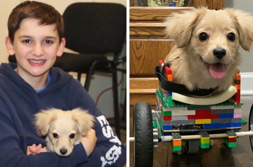  Un garçon de 12 ans prépare un fauteuil roulant LEGO pour un chiot non désiré afin qu’il puisse profiter de la vie