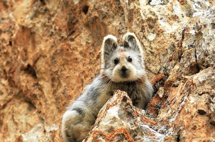  Adorable animal rare connu sous le nom de «lapin magique» repéré pour la première fois en 20 ans