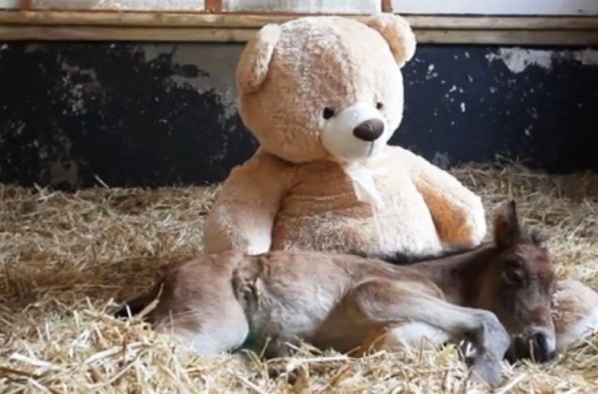  Le petit poulain trouve du réconfort dans l’ours géant après que sa mère l’a rejeté