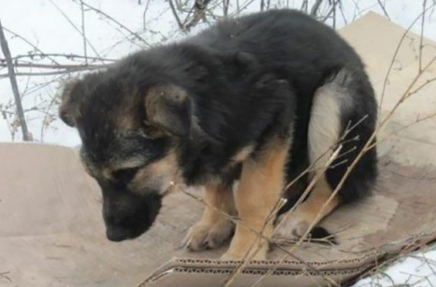  Le chiot a été laissé espérer le destin. Mais une gentille fille l’a pris, l’a guéri et en a fait son meilleur ami.