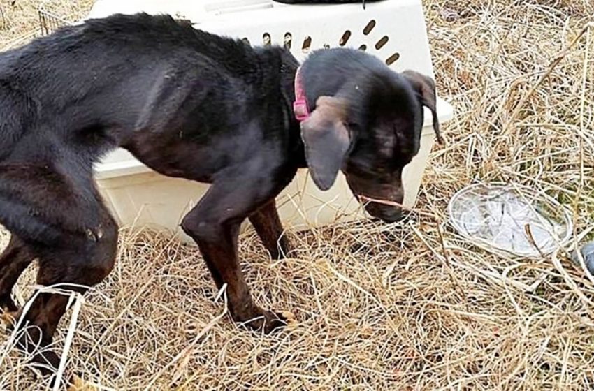  Les propriétaires précédents ont laissé le chien dans le champ directement dans la cage sans nourriture ni eau, mais une gentille famille l’a trouvé et a pu sortir et en faire un animal de compagnie.