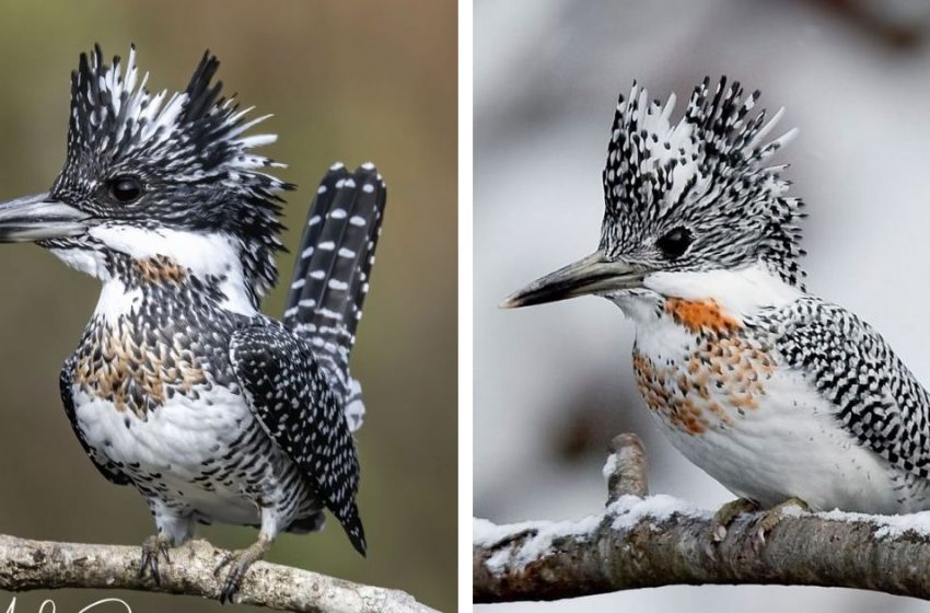 Rencontrez le martin-pêcheur huppé — l’oiseau portant un mohawk argenté hirsute