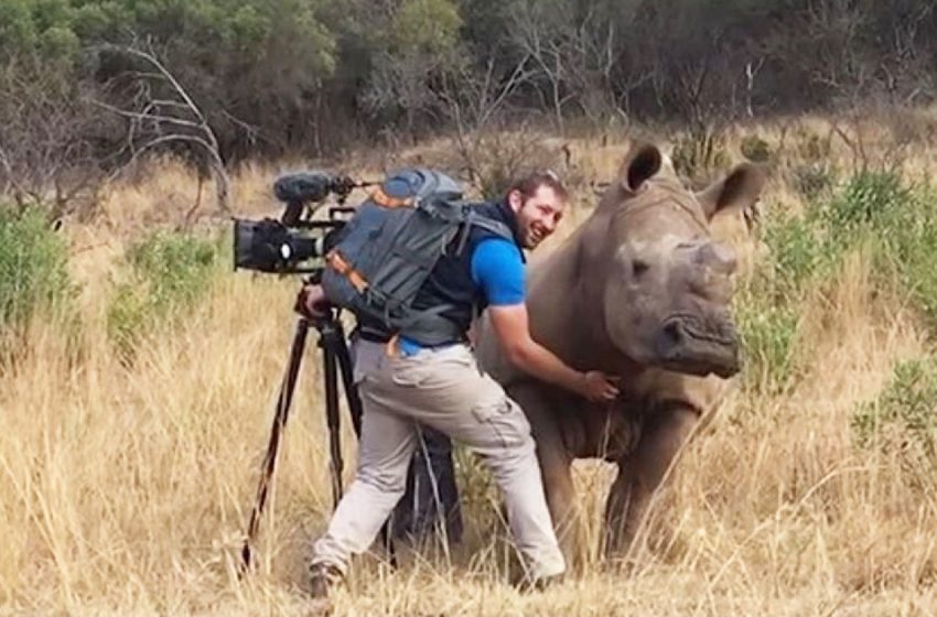  Un bébé rhinocéros sauvage s’approche du caméraman et lui demande de se frotter le ventre