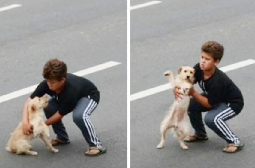  Un garçon de 11 ans arrête la circulation pour sauver un chien blessé percuté par une voiture