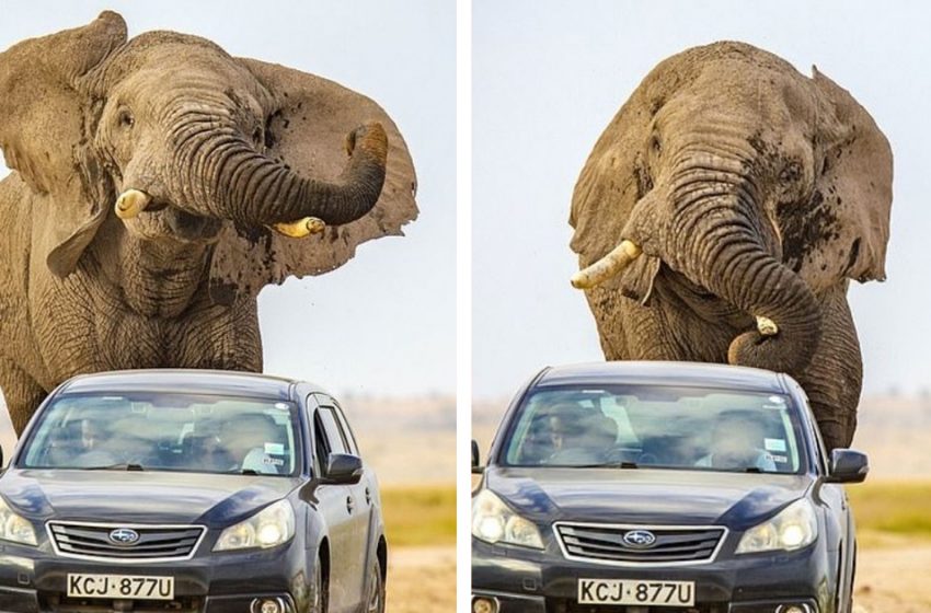  Un énorme éléphant appelé Jumbo poursuit sa voiture après avoir été effrayé par un excès de vitesse