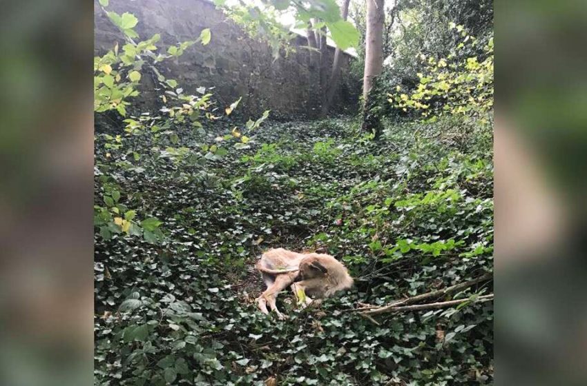  Un chien abandonné au milieu des bois attendait juste que quelqu’un le remarque