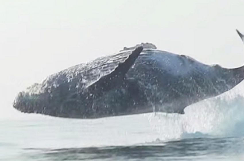  Une énorme baleine à bosse de 40 tonnes filmée en train de sauter complètement hors de l’eau