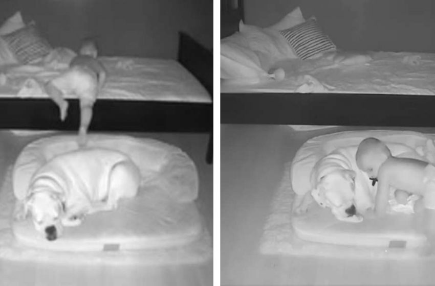  Une vidéo très mignonne avec un bébé qui veut obstinément dormir dans une étreinte avec son meilleur ami