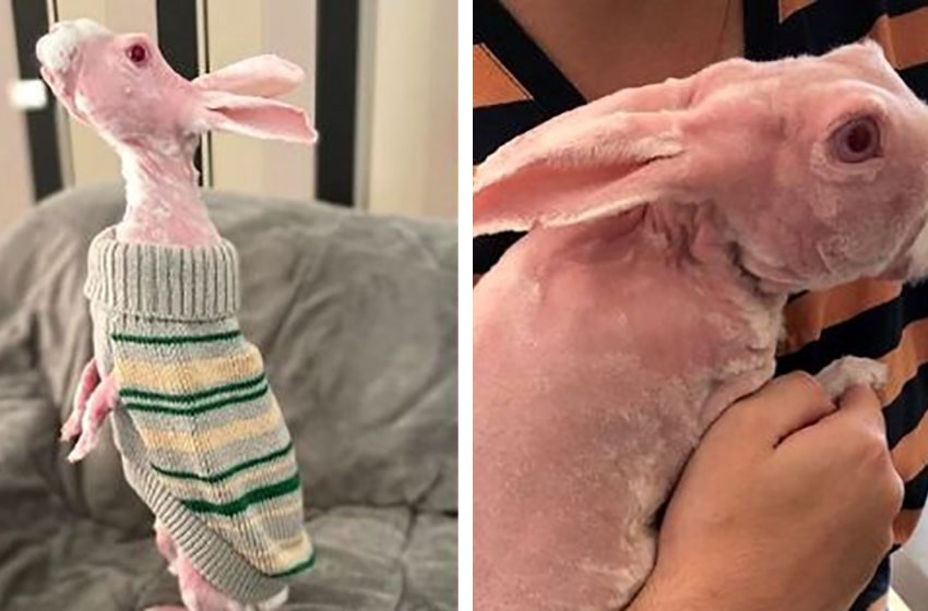  Un rare lapin sans poils sauvé de l’euthanasie devient la star d’Instagram