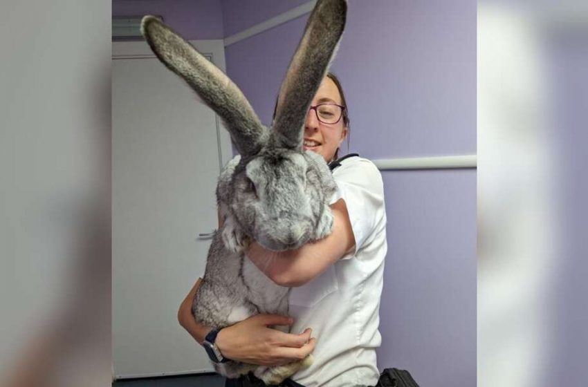  Un lapin de sauvetage de la taille d’un chien cherche quelqu’un pour s’occuper de lui