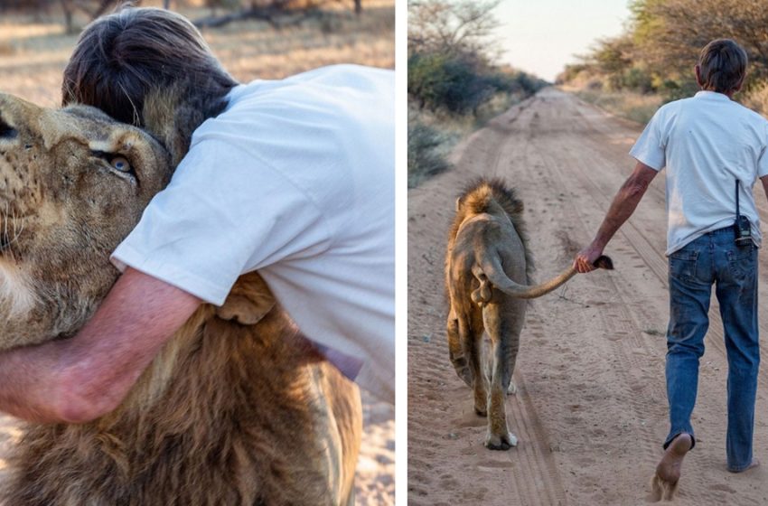  Le lion et l’homme qui l’a sauvé sont des amis inséparables depuis plus de 10 ans