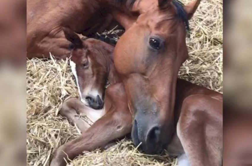  Un vétérinaire partage une photo touchante d’un cheval «adoptant» un poulain orphelin après avoir perdu le sien