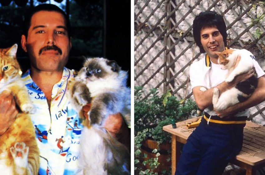  15 photos prouvant qu’il existe un vrai amoureux des chats dans le monde — et c’est Freddie Mercury