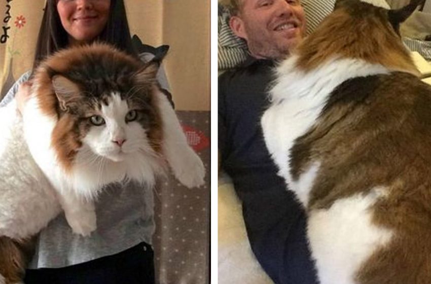  Samson est le plus grand chat de New York, mesurant plus d’un mètre de long et pesant près de 13 kilogrammes.