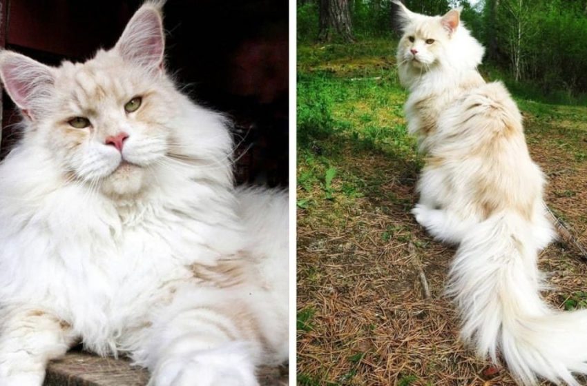  Un Maine Coon nommé Lotus conquiert le cœur des utilisateurs: elle est géniale