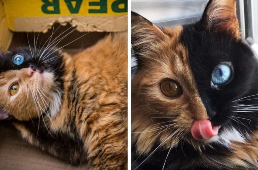  Ce chat nommé Chimera n’a l’air ordinaire que de profil. Mais en réalité c’est un minou à deux visages