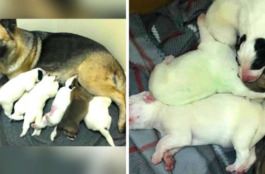  Un berger allemand surprend tout le monde en donnant naissance à un chiot vert