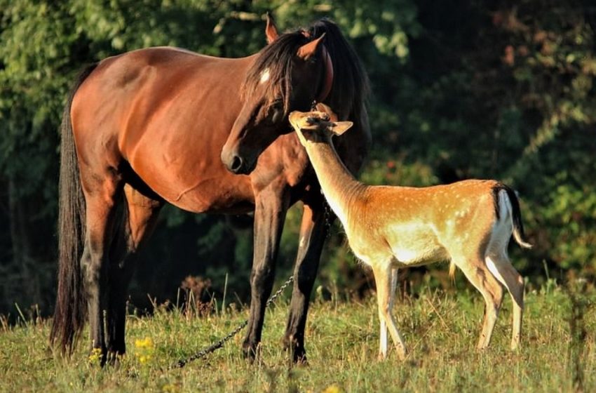  Chaque matin, ce jeune cerf vient au pâturage pour voir le cheval qu’il pense être sa mère