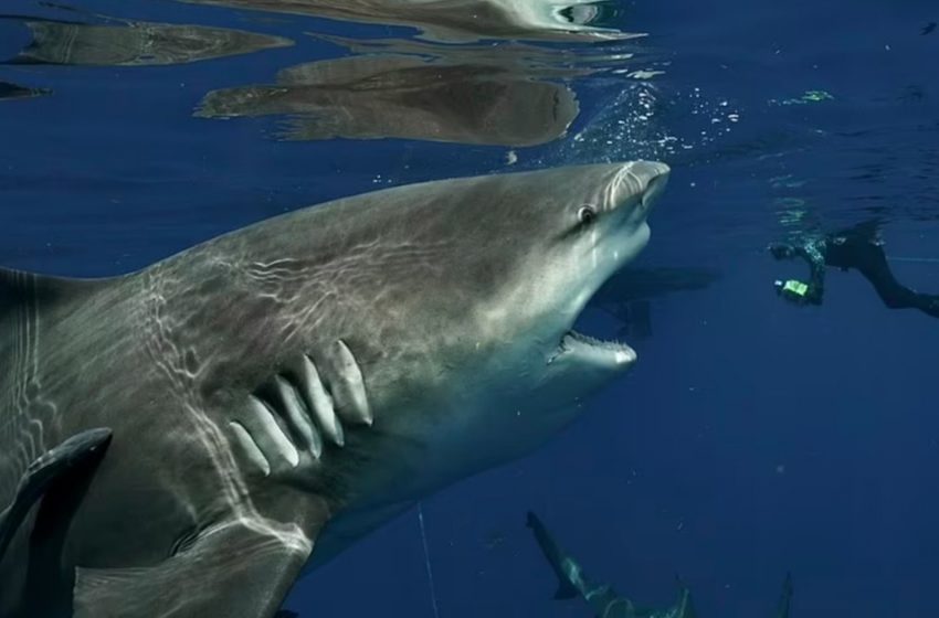  Au large des côtes de la Floride, un plongeur affronte un grand requin