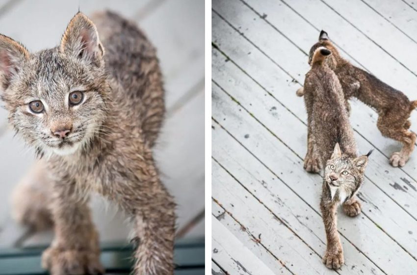  Un homme de l’Alaska se réveille et découvre une mignonne famille de lynx jouant sur le pas de sa porte.