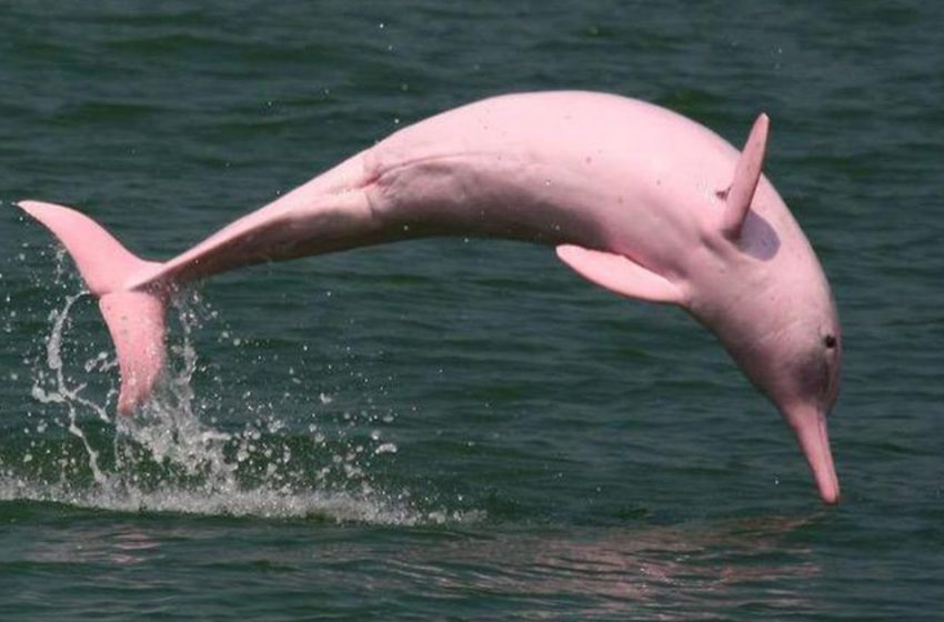  Un dauphin rose très inhabituel et son petit rose ont été retrouvés dans une rivière de Louisiane