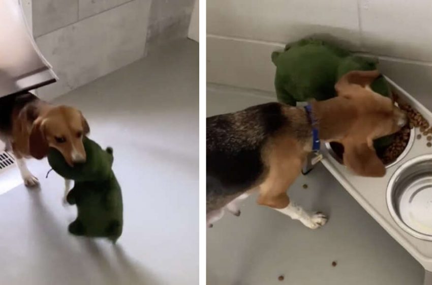  Un chien secouru ne veut même pas poser son premier jouet pour manger parce qu’elle l’aime tellement !